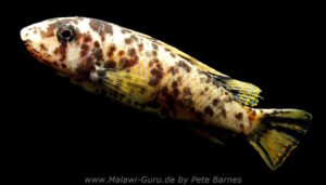 Labeotropheus trewavasae 'Manda'